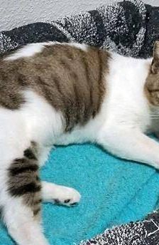 Venus – Europäisch Kurzhaar, Weibchen, 1 Jahr 6 Monate, 65520 Bad Camberg – Foto 8
