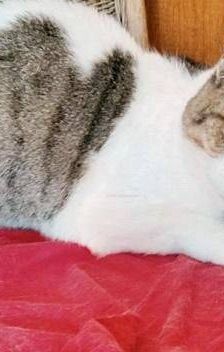 Venus – Europäisch Kurzhaar, Weibchen, 1 Jahr 6 Monate, 65520 Bad Camberg – Foto 9