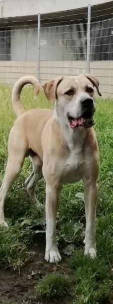 Vito – Presa Canario-Mix, Männchen, 9 Jahre, 13057 Berlin – Foto 1