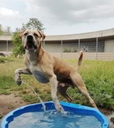 Vito – Presa Canario-Mix, Männchen, 9 Jahre, 13057 Berlin – Foto 2