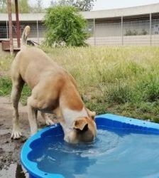 Vito – Presa Canario-Mix, Männchen, 9 Jahre, 13057 Berlin – Foto 3