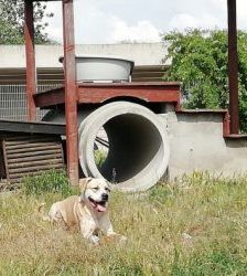 Vito – Presa Canario-Mix, Männchen, 9 Jahre, 13057 Berlin – Foto 4