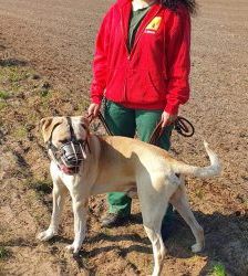 Vito – Presa Canario-Mix, Männchen, 9 Jahre, 13057 Berlin – Foto 5