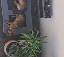 Roki – Mischling, Männchen, 1 Jahr, Nordic Strays e.V. – Foto 6
