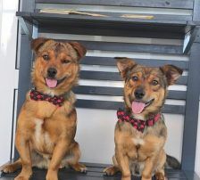 Roki – Mischling, Männchen, 1 Jahr, Nordic Strays e.V. – Foto 7
