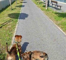 Roki – Mischling, Männchen, 1 Jahr, Nordic Strays e.V. – Foto 9