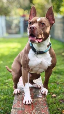 Pablo – Pitbull-Mix, Männchen, 1 Jahr 7 Monate, 70195 Stuttgart-Botnang – Foto 1