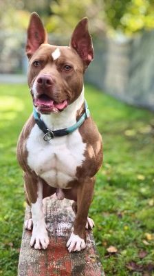 Pablo – Pitbull-Mix, Männchen, 1 Jahr 7 Monate, 70195 Stuttgart-Botnang – Foto 2