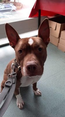 Pablo – Pitbull-Mix, Männchen, 1 Jahr 7 Monate, 70195 Stuttgart-Botnang – Foto 11