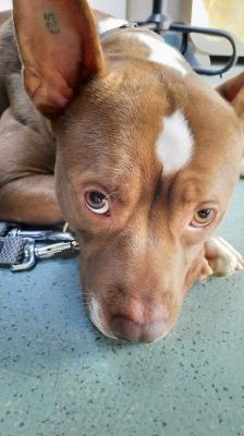 Pablo – Pitbull-Mix, Männchen, 1 Jahr 7 Monate, 70195 Stuttgart-Botnang – Foto 12
