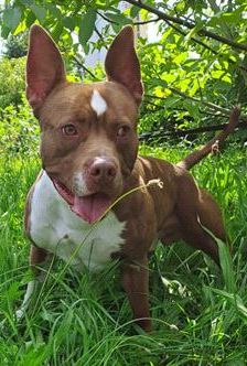 Pablo – Pitbull-Mix, Männchen, 1 Jahr 7 Monate, 70195 Stuttgart-Botnang – Foto 13