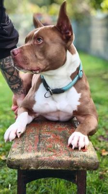 Pablo – Pitbull-Mix, Männchen, 1 Jahr 7 Monate, 70195 Stuttgart-Botnang – Foto 3