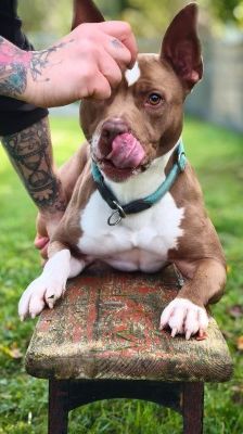 Pablo – Pitbull-Mix, Männchen, 1 Jahr 7 Monate, 70195 Stuttgart-Botnang – Foto 4