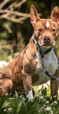 Pablo – Pitbull-Mix, Männchen, 1 Jahr 7 Monate, 70195 Stuttgart-Botnang – Foto 5