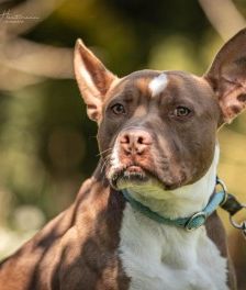 Pablo – Pitbull-Mix, Männchen, 1 Jahr 7 Monate, 70195 Stuttgart-Botnang – Foto 6