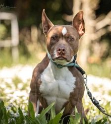 Pablo – Pitbull-Mix, Männchen, 1 Jahr 7 Monate, 70195 Stuttgart-Botnang – Foto 7