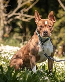Pablo – Pitbull-Mix, Männchen, 1 Jahr 7 Monate, 70195 Stuttgart-Botnang – Foto 8