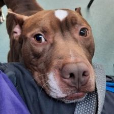 Pablo – Pitbull-Mix, Männchen, 1 Jahr 7 Monate, 70195 Stuttgart-Botnang – Foto 9