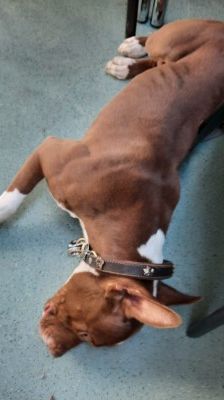 Pablo – Pitbull-Mix, Männchen, 1 Jahr 7 Monate, 70195 Stuttgart-Botnang – Foto 10