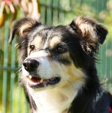 Willa – Border Collie, Weibchen, 3 Monate, 90537 Feucht – Foto 1
