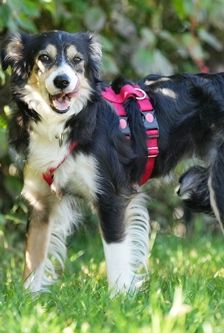 Willa – Border Collie, Weibchen, 3 Monate, 90537 Feucht – Foto 2