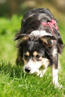 Willa – Border Collie, Weibchen, 3 Monate, 90537 Feucht – Foto 3