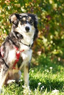 Willa – Border Collie, Weibchen, 3 Monate, 90537 Feucht – Foto 4