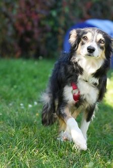 Willa – Border Collie, Weibchen, 3 Monate, 90537 Feucht – Foto 5