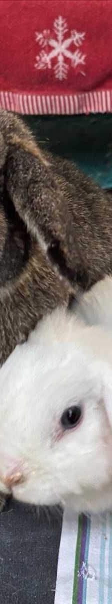 HERKULES – Widderkaninchen, Männchen, Alter unbekannt, 81829 München – Foto 1