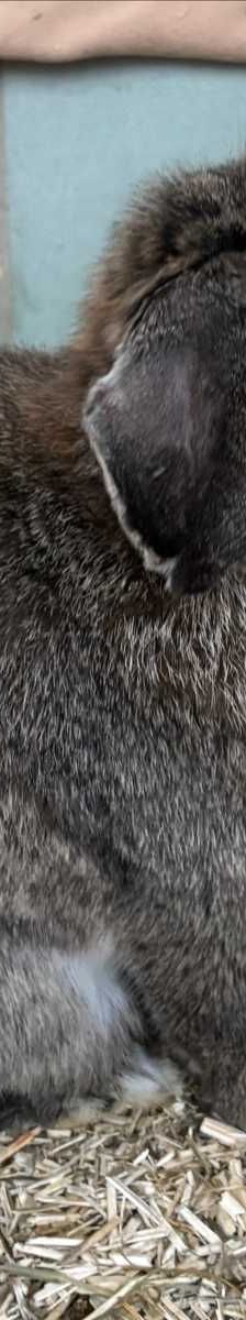 HERKULES – Widderkaninchen, Männchen, Alter unbekannt, 81829 München – Foto 2