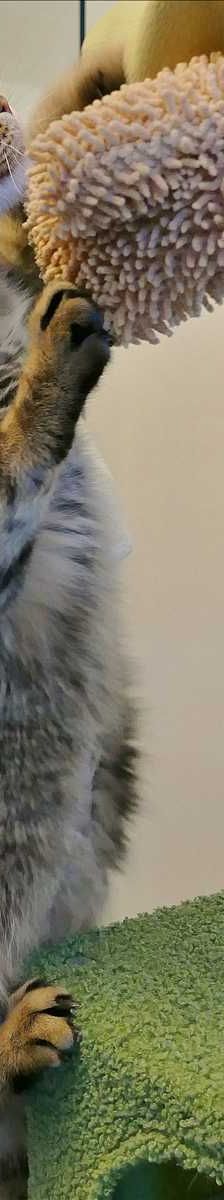 SUCUK – Europäisch Kurzhaar, Weibchen, 4 Jahre, 81829 München – Foto 1