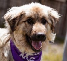 Denis – Mischling, Männchen, 7 Monate, Nordic Strays e.V. – Foto 2