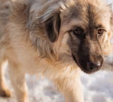 Denis – Mischling, Männchen, 7 Monate, Nordic Strays e.V. – Foto 3