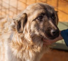 Denis – Mischling, Männchen, 7 Monate, Nordic Strays e.V. – Foto 4