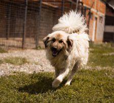 Denis – Mischling, Männchen, 7 Monate, Nordic Strays e.V. – Foto 5