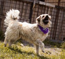 Denis – Mischling, Männchen, 7 Monate, Nordic Strays e.V. – Foto 6