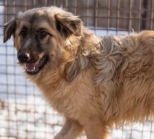 Denis – Mischling, Männchen, 7 Monate, Nordic Strays e.V. – Foto 7