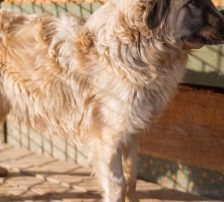 Denis – Mischling, Männchen, 7 Monate, Nordic Strays e.V. – Foto 8