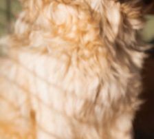Denis – Mischling, Männchen, 7 Monate, Nordic Strays e.V. – Foto 9