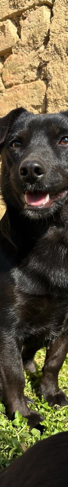 Bonita – Mischling, Weibchen, 2 Jahre, Nordic Strays e.V. – Foto 1