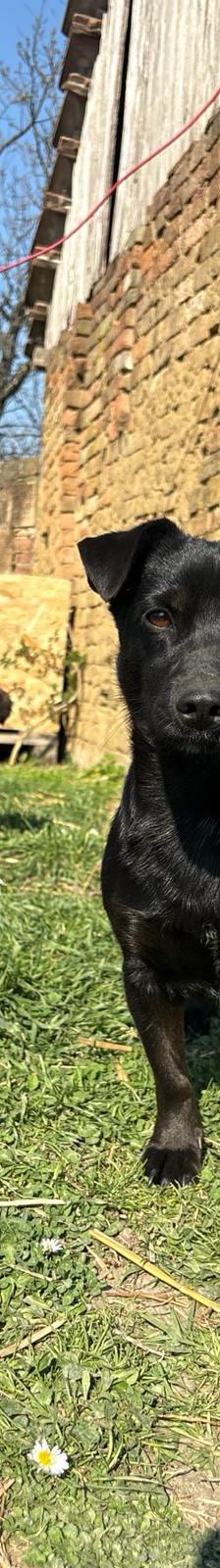 Bonita – Mischling, Weibchen, 2 Jahre, Nordic Strays e.V. – Foto 2