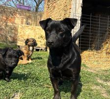 Bonita – Mischling, Weibchen, 2 Jahre, Nordic Strays e.V. – Foto 3
