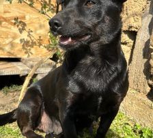 Bonita – Mischling, Weibchen, 2 Jahre, Nordic Strays e.V. – Foto 4