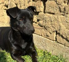 Bonita – Mischling, Weibchen, 2 Jahre, Nordic Strays e.V. – Foto 5
