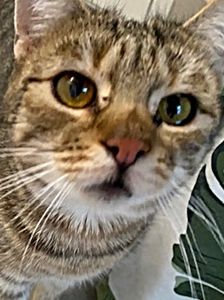 Wally – EKH, Weibchen, 2 Jahre, 90537 Feucht – Foto 1