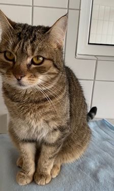 Wally – EKH, Weibchen, 2 Jahre, 90537 Feucht – Foto 2
