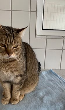 Wally – EKH, Weibchen, 2 Jahre, 90537 Feucht – Foto 3