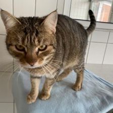 Wally – EKH, Weibchen, 2 Jahre, 90537 Feucht – Foto 4