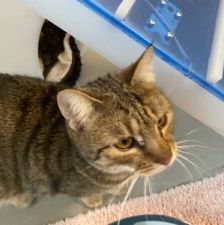 Wally – EKH, Weibchen, 2 Jahre, 90537 Feucht – Foto 5