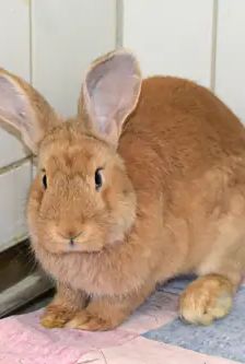 Anton – Stallkaninchen-Mix, Männchen, 5 Monate, 90537 Feucht – Foto 1